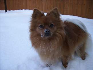 Pomeranian with snow on nose