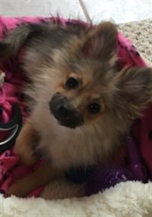 Sable colored Pomeranian, female