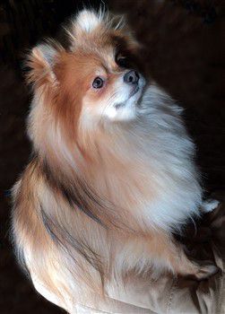 pomeranian red sable