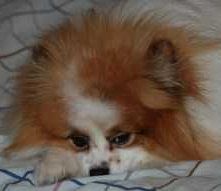 keeping female Pomeranian safe