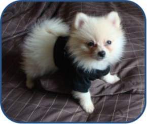 Pomeranian with outfit on