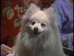 Sashi Pomeranian on movie set