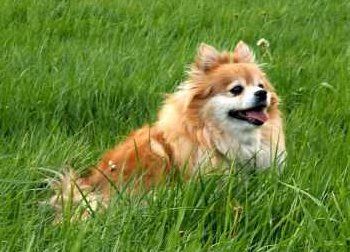 senior Pomeranian dog