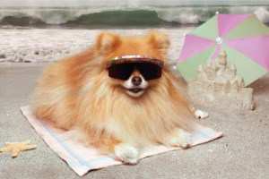senior Pomeranian