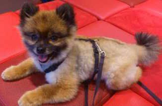 shaved Pomeranian