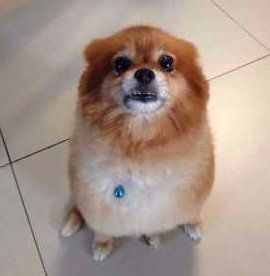 Sitting Pomeranian