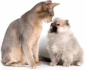 size of cat compared to Pomeranian