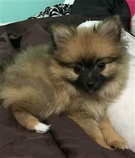 small 2 month old Pomeranian puppy, tan sable, black mask