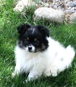 small Pomeranian white and black