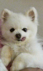 10 year old white rescued Pomeranian