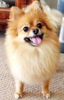 happy Pomeranian with big smile