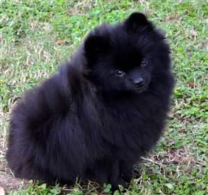 solid-black-pomeranian-dog