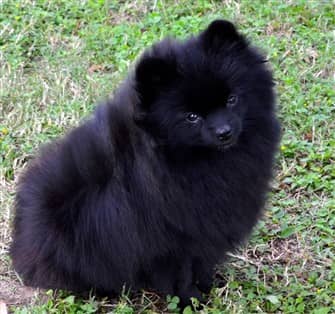 50 pic of Black and White Pomeranian 