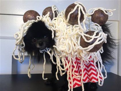 2016 Pomeranian Halloween Costume Winner- Best Costume