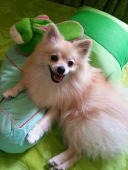 super cute Pomeranian