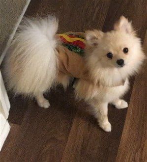 dog hotdog taco costume