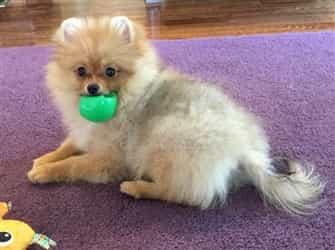 tan Pomeranian mouthing a toy