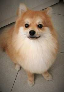10 month old Pomeranian puppy-2