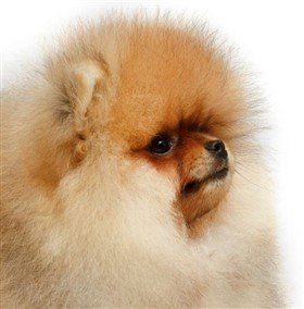 what is the difference between a pomeranian and a teddy bear pomeranian