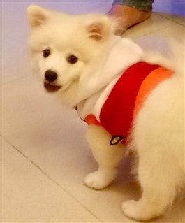 thick coated white Pomeranian