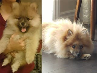 throwback Pom as puppy, then adult