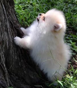 Tiny Pomeranian puppy up against a tree