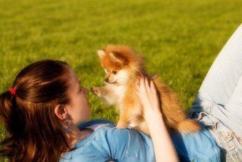 tiny toy Pomeranian