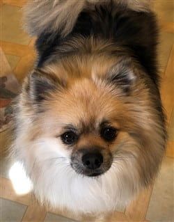 Tri color Pomeranian with gorgeous coat