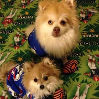 two-pomeranians