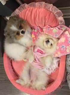 two Pomeranians in a bed