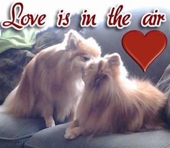 two pomeranians kissing