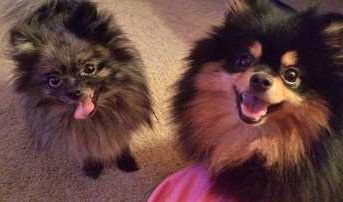 two Pomeranians together
