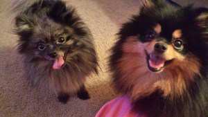 two Poms