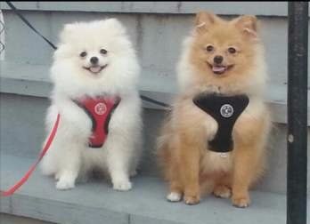 two Poms sitting side by side