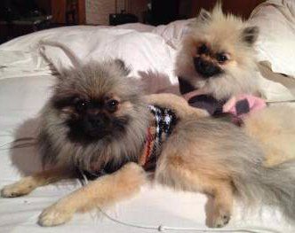 two Pomeranians with sweaters on
