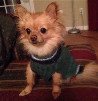 undersized-pomeranian-wearing-sweater