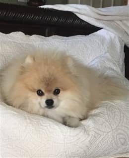 very fluffy pom