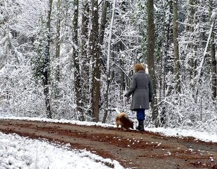 how often do pomeranians need to be walked