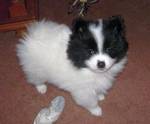 white and black Pomeranian