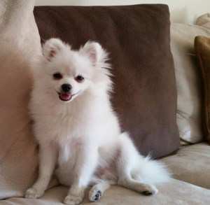 6 month old white male Pomeranian