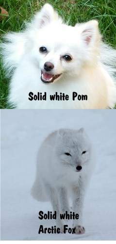 White Pomeranian VS white fox