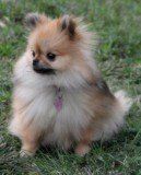 Pomeranian named Winnie