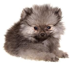wolf sable Pomeranian
