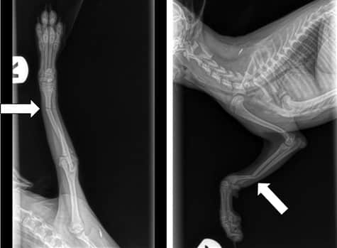 X-rays of Pomeranian broken leg