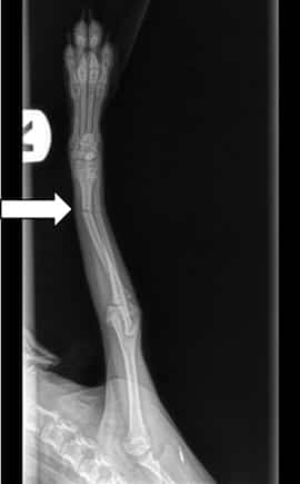 X-rays of Pomeranian broken leg - pic 1