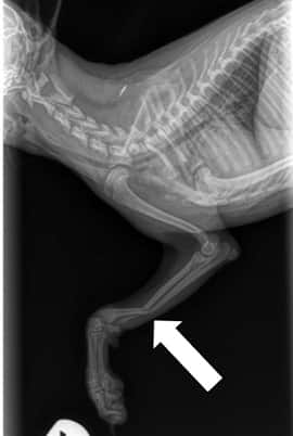 X-rays of Pomeranian broken leg - pic 2