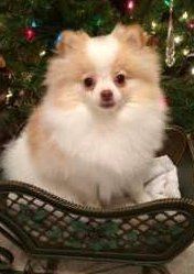white and tan colored Pomeranian