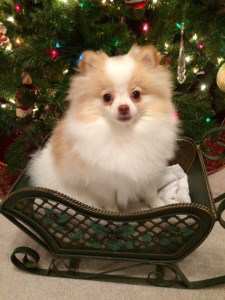 Pomeranian under Christmas tree