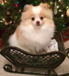 Pom puppy at Christmas time