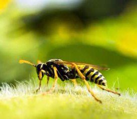 yellow jacket insect